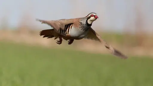 Cotos de caza. Suelta de perdices