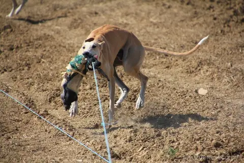 Coto de caza. Liebre mecánica para galgos