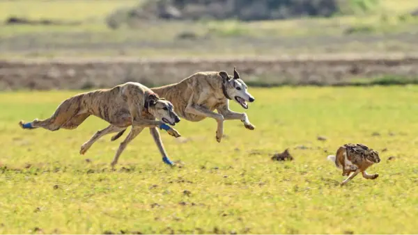 Coto de caza para galgo. Carreras de galgo en Coto privado